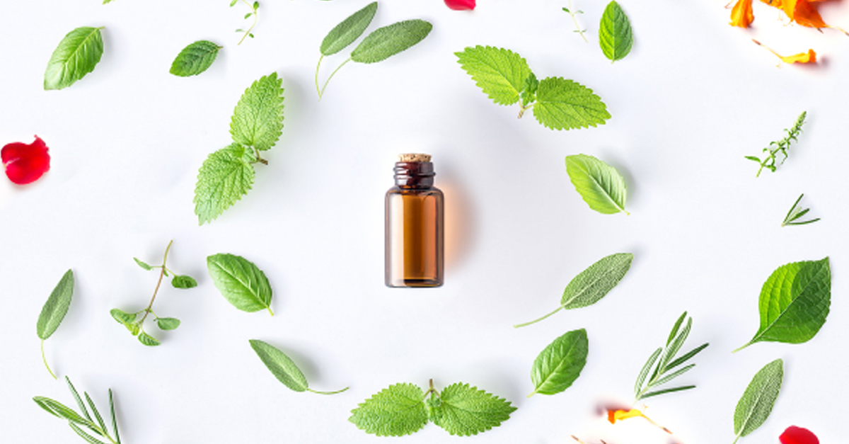 Candelilla Wax Herbal Ingredient Uses & Benefits - Farmherbs